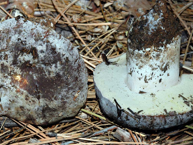 Boletus_aereus(db-02).jpg