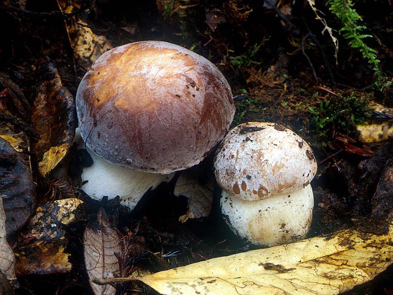 Boletus_aereus(mgw-01).jpg