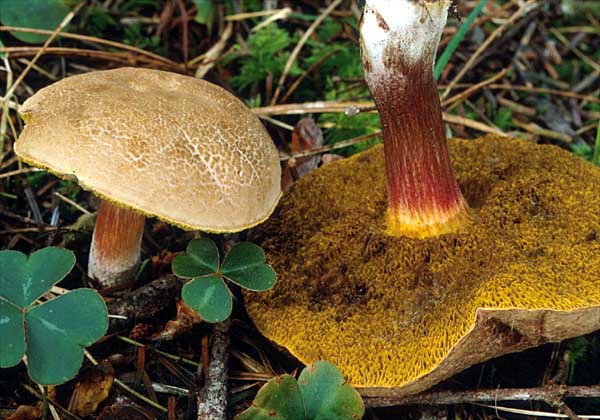 Boletus_chrysenteron(mgw-03).jpg