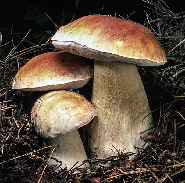 Boletus_edulis(tfl-s188-21).jpg