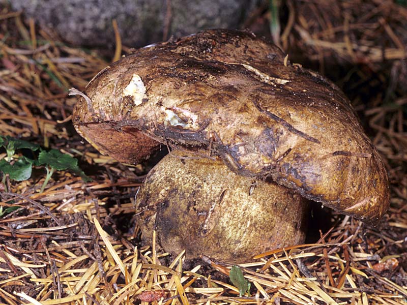 Boletus_haematinus(mgw-01).jpg