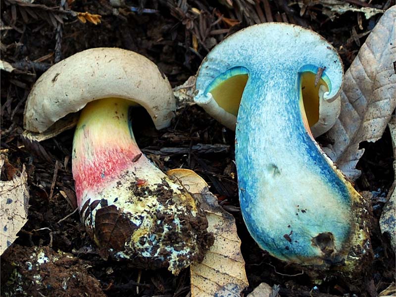 Boletus_rubripes(db-02).jpg