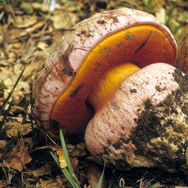 Boletus_satanas(fs-01).jpg