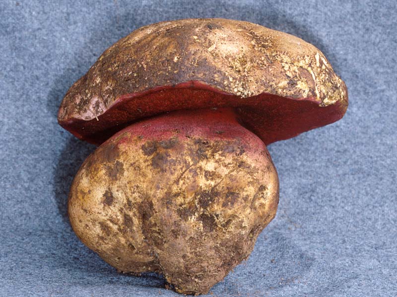 Boletus_satanas(mgw-01).jpg