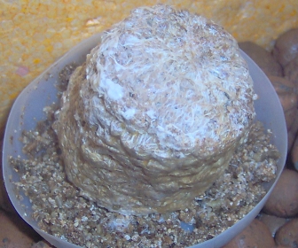 Bolo de estrume voltou do Dunk.jpg