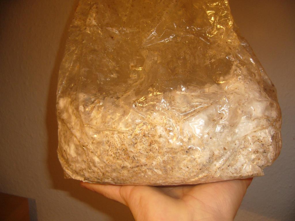 bolsa zoom 1.JPG
