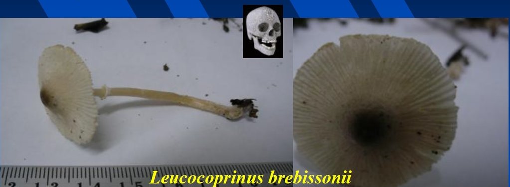 brebissonii-crop.jpg