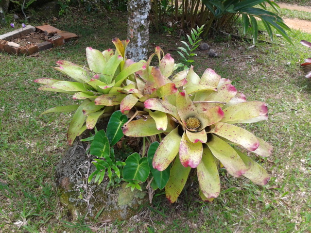 bromelias1.jpg
