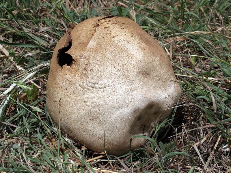 Calvatia_pachyderma(mgw-01).jpg