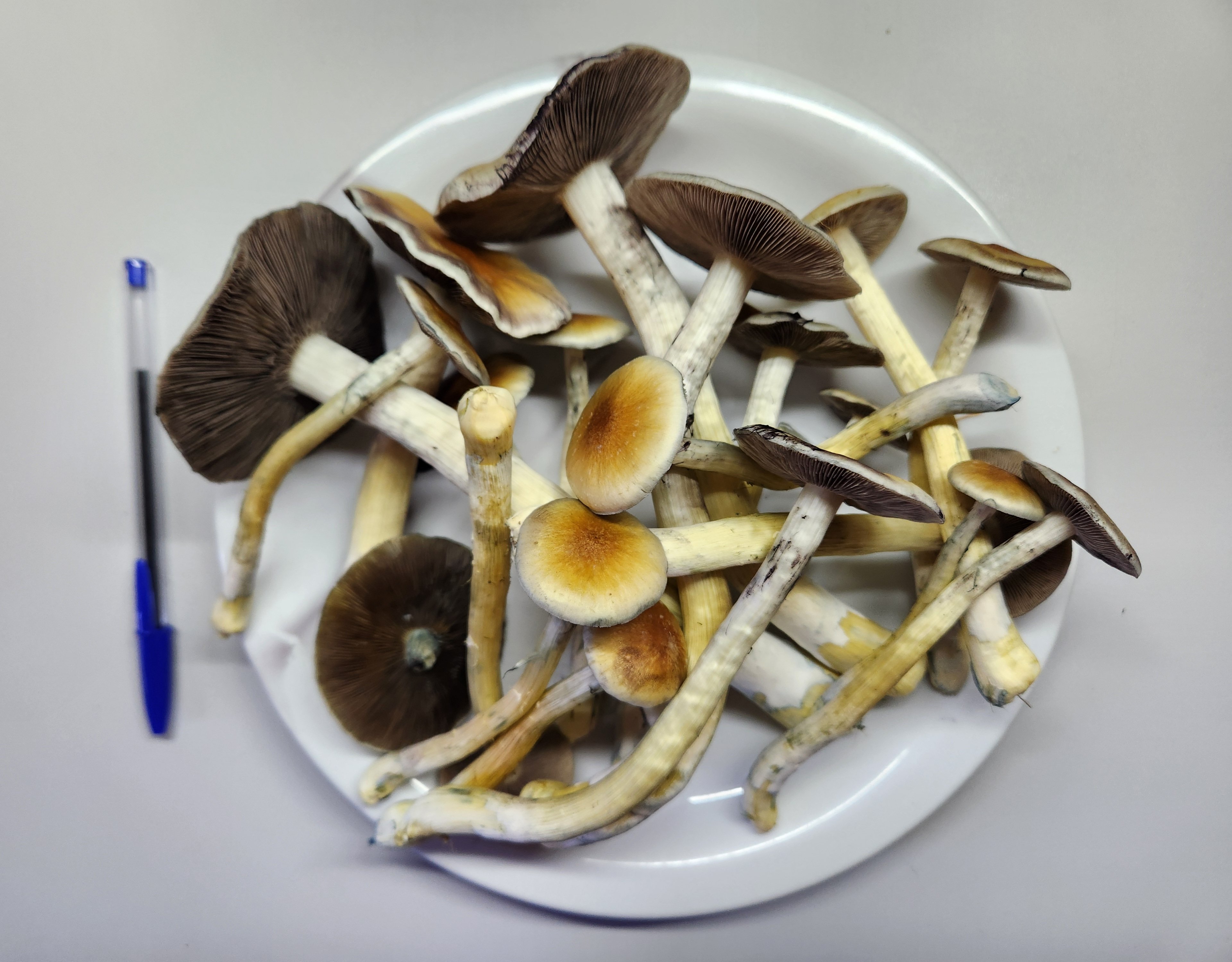 Cambodian - 3° flush