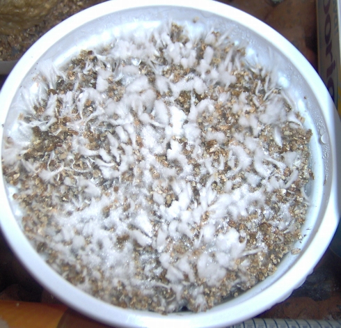 Casing arroz que passou por rescued está felpudo.jpg