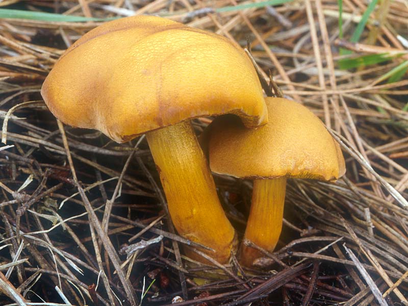 Chalciporus_piperatoides(mgw-02).jpg