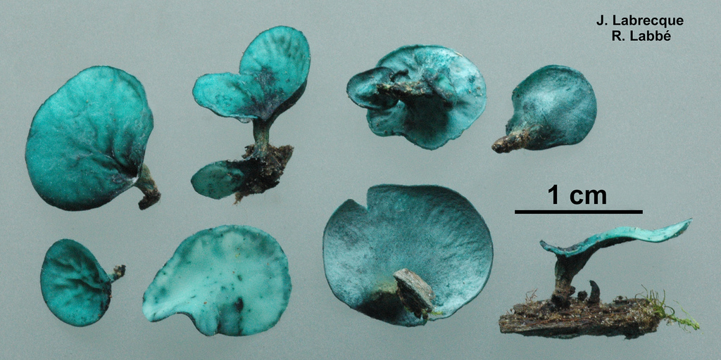 Chlorociboria aeruginascens   Chlorociborie verdissante.jpg