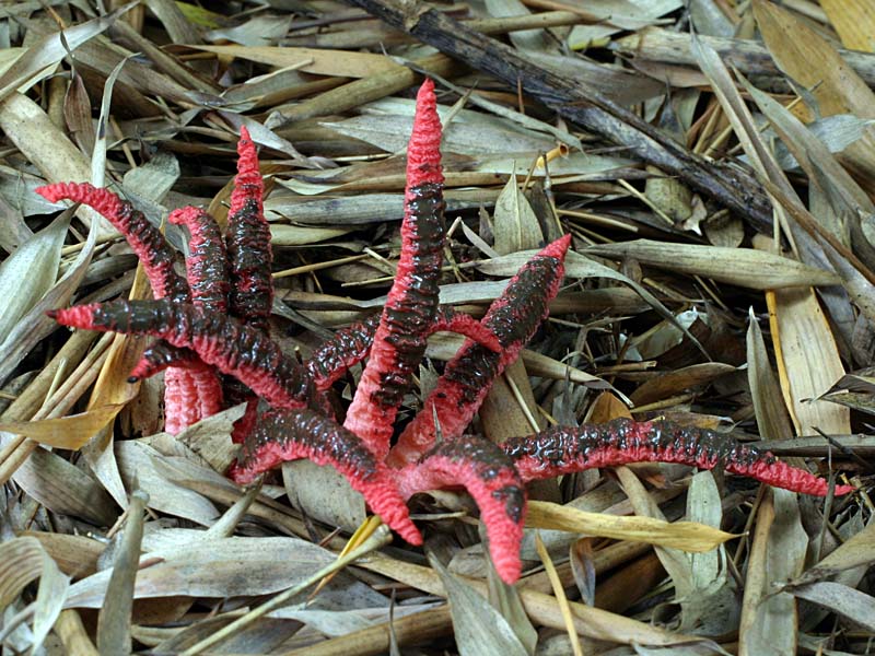 Clathrus_archeri(mgw-03).jpg