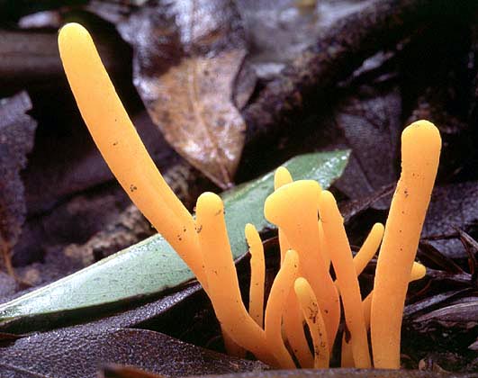 Clavulinopsis_laeticolor(tg-01).jpg