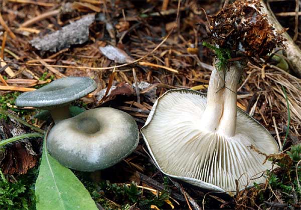 Clitocybe%20odora%201.jpg