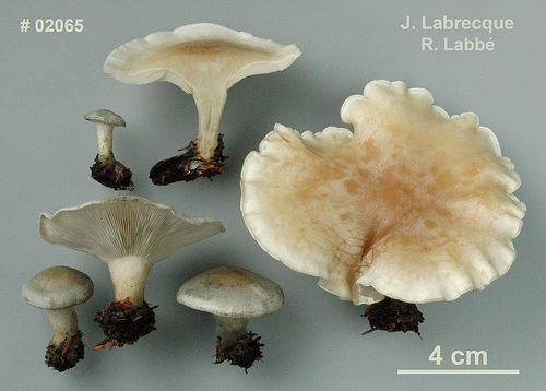 Clitocybe odora  Clitocybe odorant.jpg