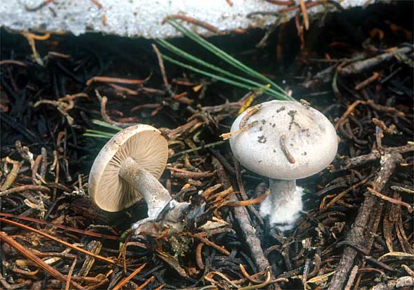 Clitocybe_glacialis(mgw-03).jpg