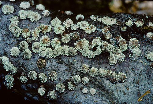 Clumps on wood.jpg