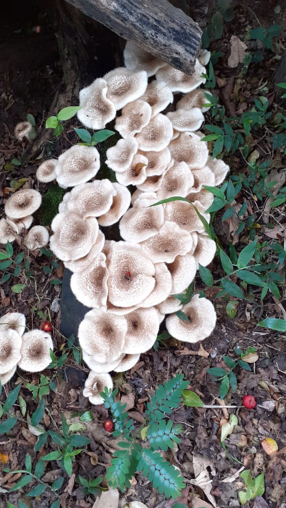 Cluster de Lentinus crinitus