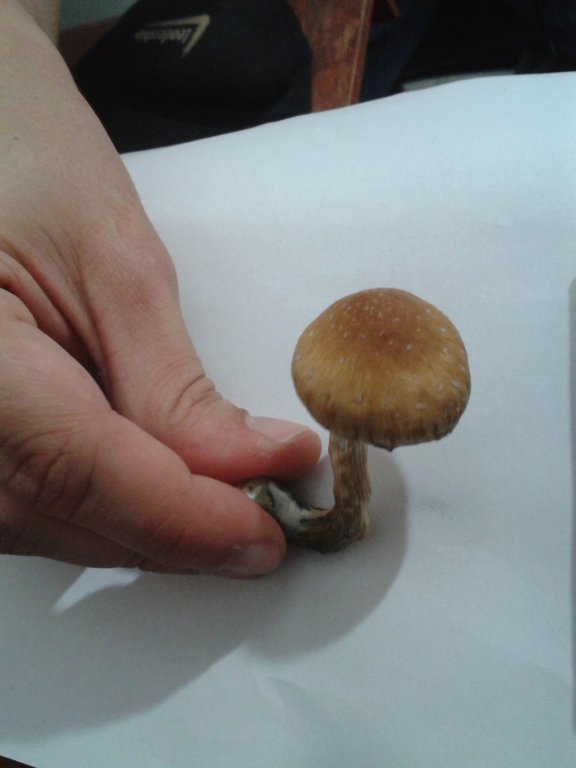 cogumelo 4 de cima.jpg