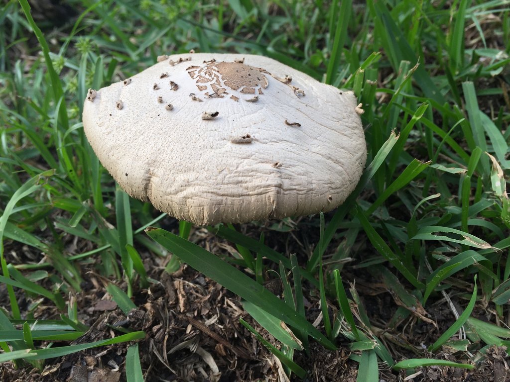 cogumelo de jardim