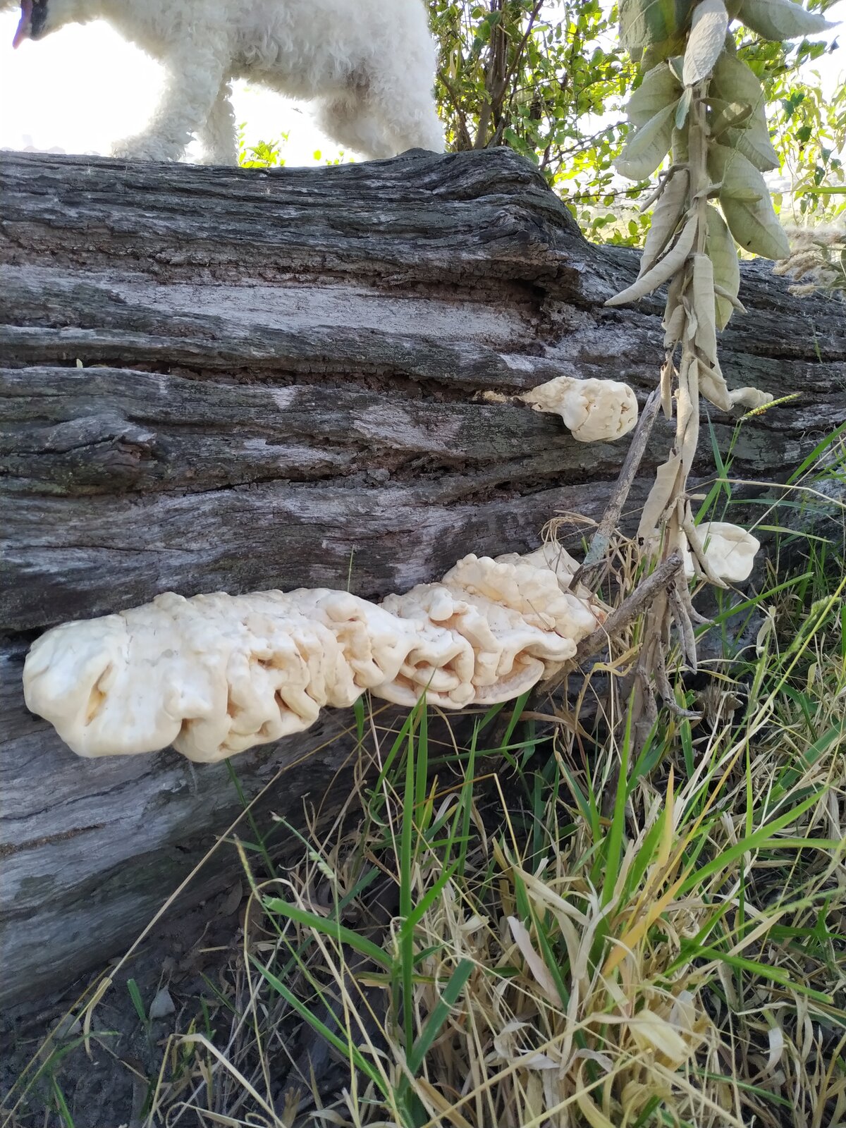 Cogumelo em tronco