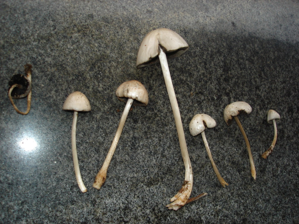 cogumelos 002.jpg