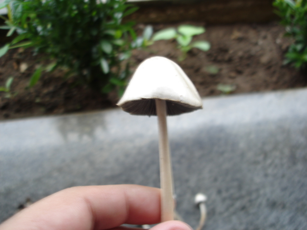 cogumelos 007.jpg