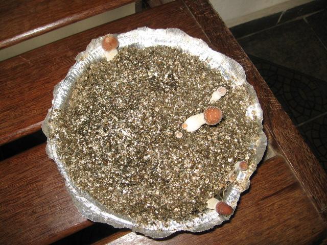Cogumelos Crescendo 003.JPG