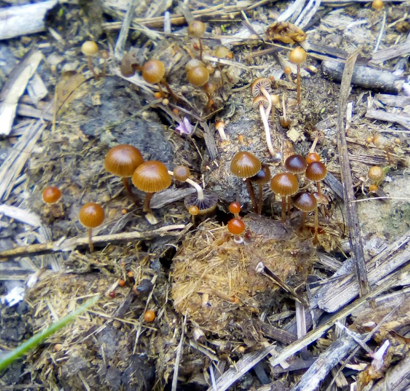 Cogumelos em esterco de cavalo