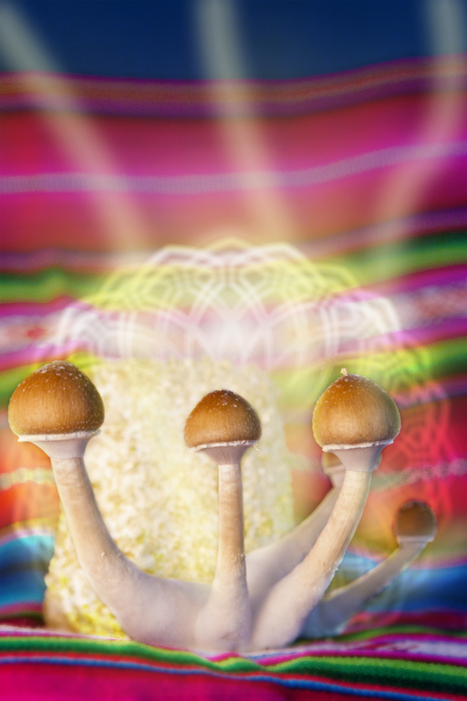 cogumelos mágicos. 2012