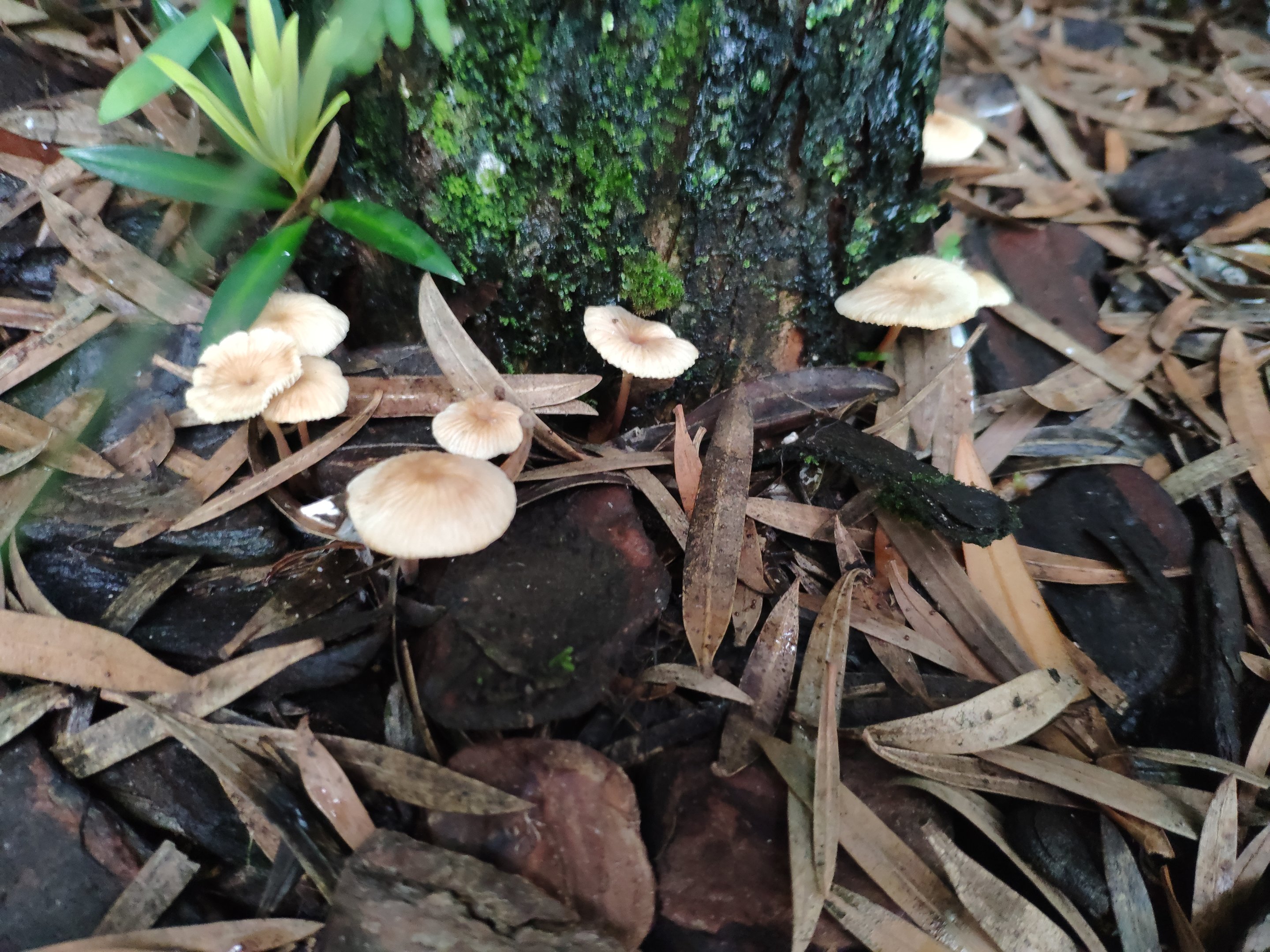 Cogumelos natureza 1