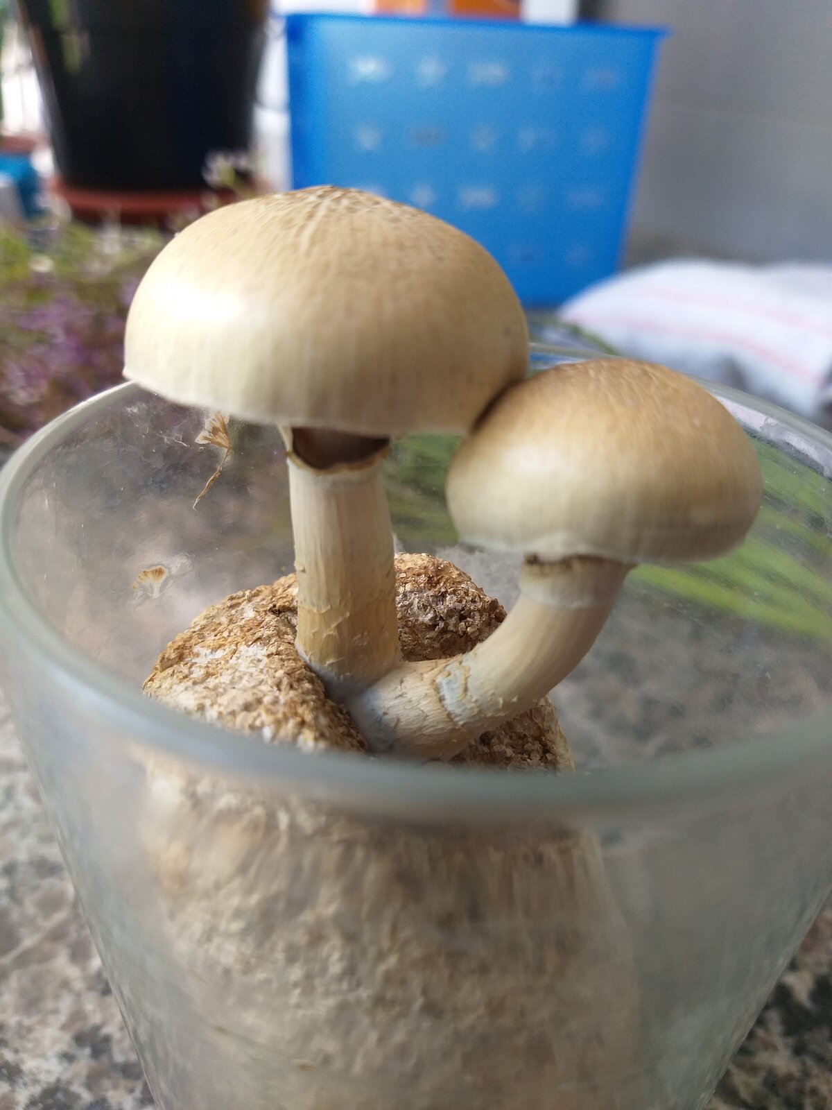 Cogumelos Outdoor Micélio Peladão