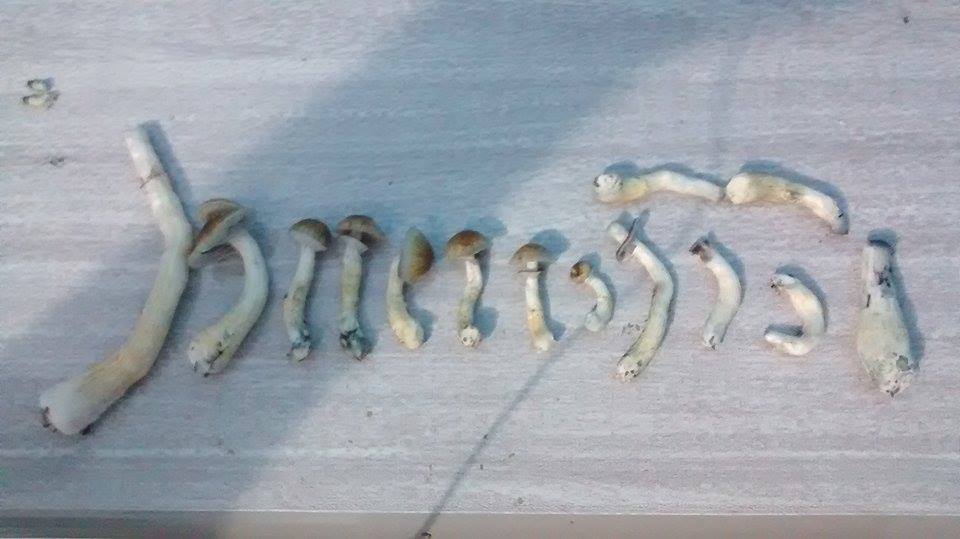 colheita 4 flush.jpg