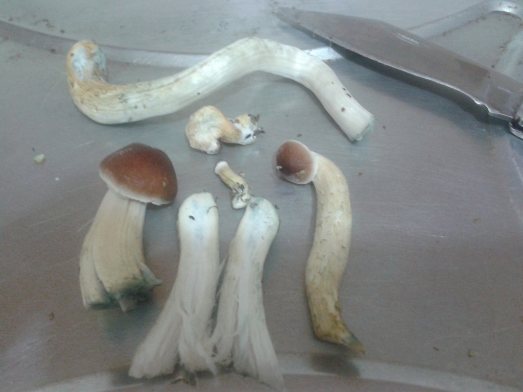 Comendo in natura :Dosagem: 30g