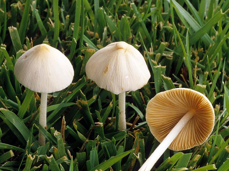 Conocybe_lactea(fs-05).jpg