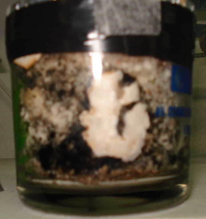 contaminação micelio p clone.jpg
