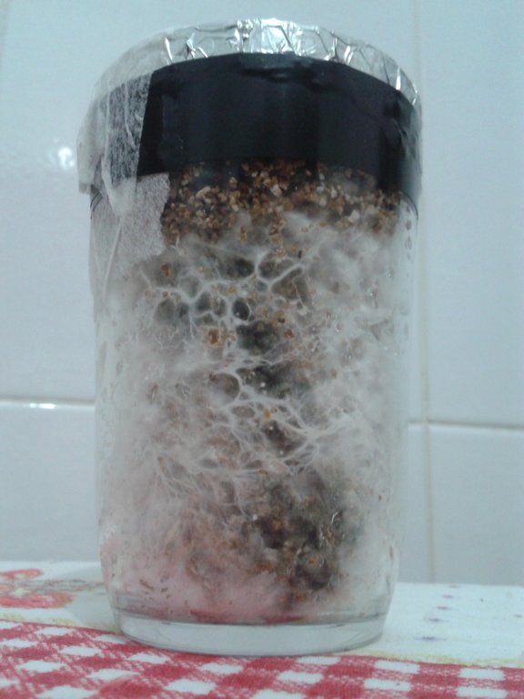 contaminação vencida - cultivo 4.jpg