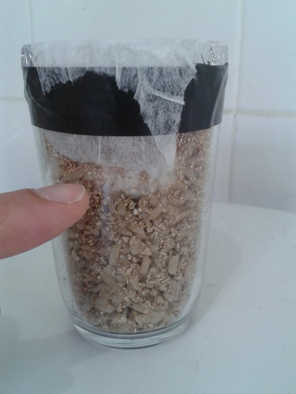 copo 8 micélio visível.jpg