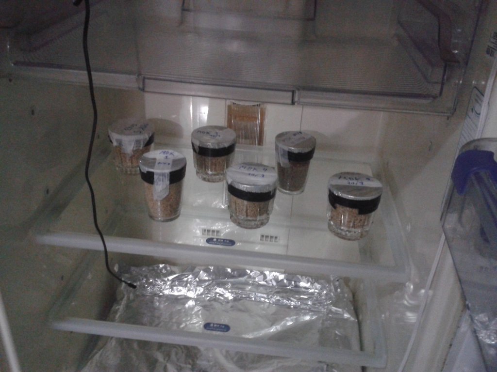 copos inoculados b na geladeira.jpg