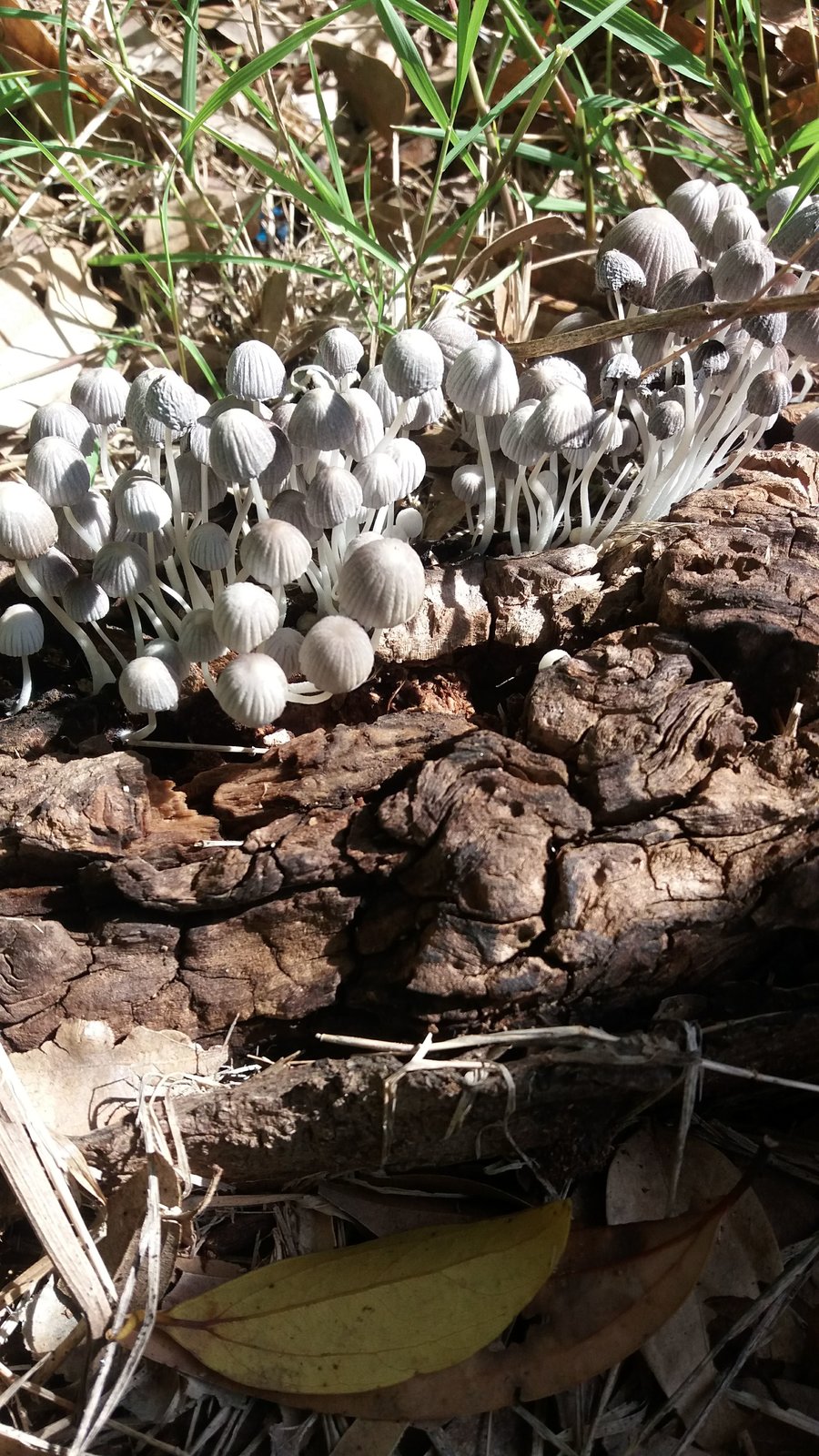 coprinellus disseminatus