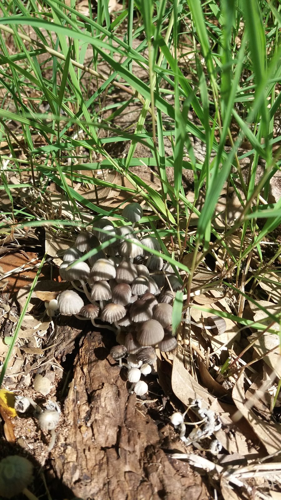 coprinellus disseminatus