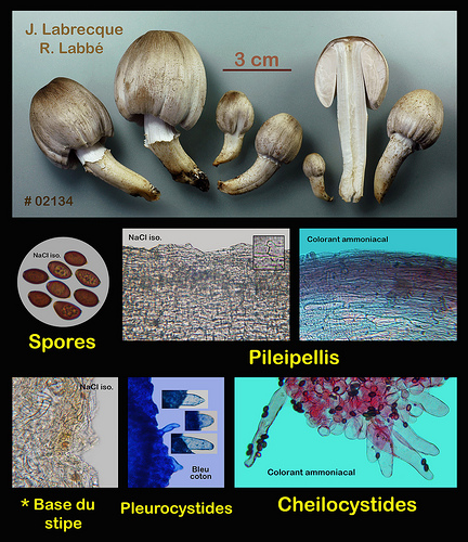 Coprinus atramentarius  Coprin noir d'encre.jpg