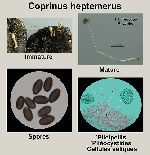 Coprinus heptemerus.jpg
