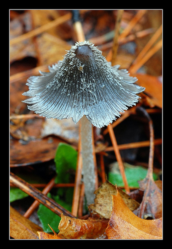 Coprinus sp.jpg