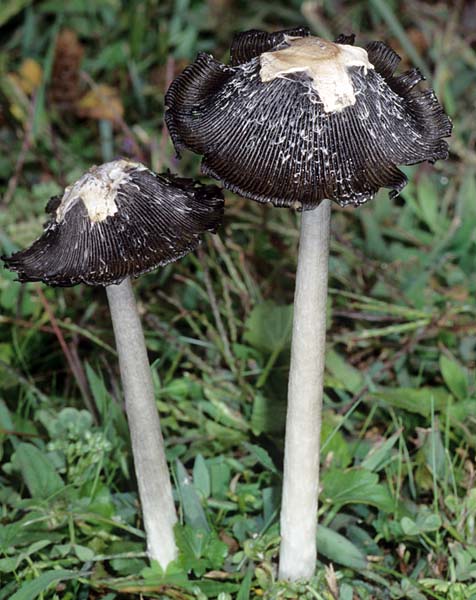 Coprinus_calyptratus(fs-03).jpg