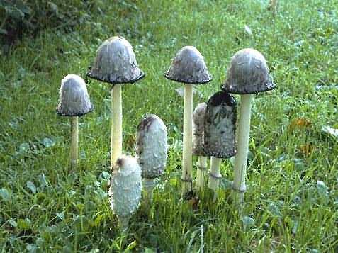 coprinus_comatus.jpg