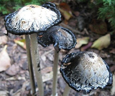 Coprinus_comatus3.jpg