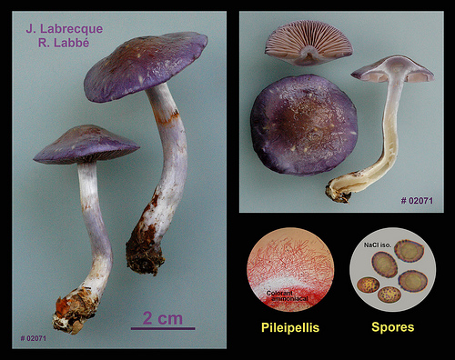 Cortinarius iodes  Cortinaire violacé..jpg